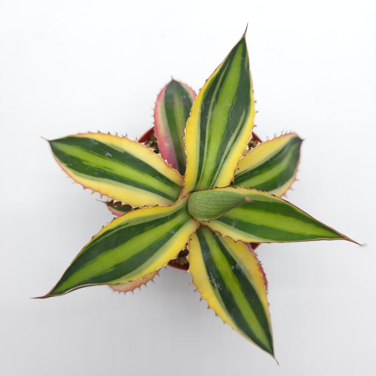 Agave lophantha Quadricolor 3 inch pot 3523 – The BloomKeeper